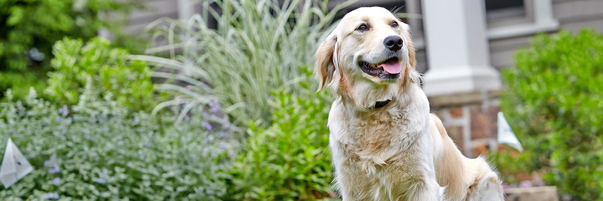 DogWatch of Miss-Lou, Bay St. Louis, Mississippi | Home Slider Image