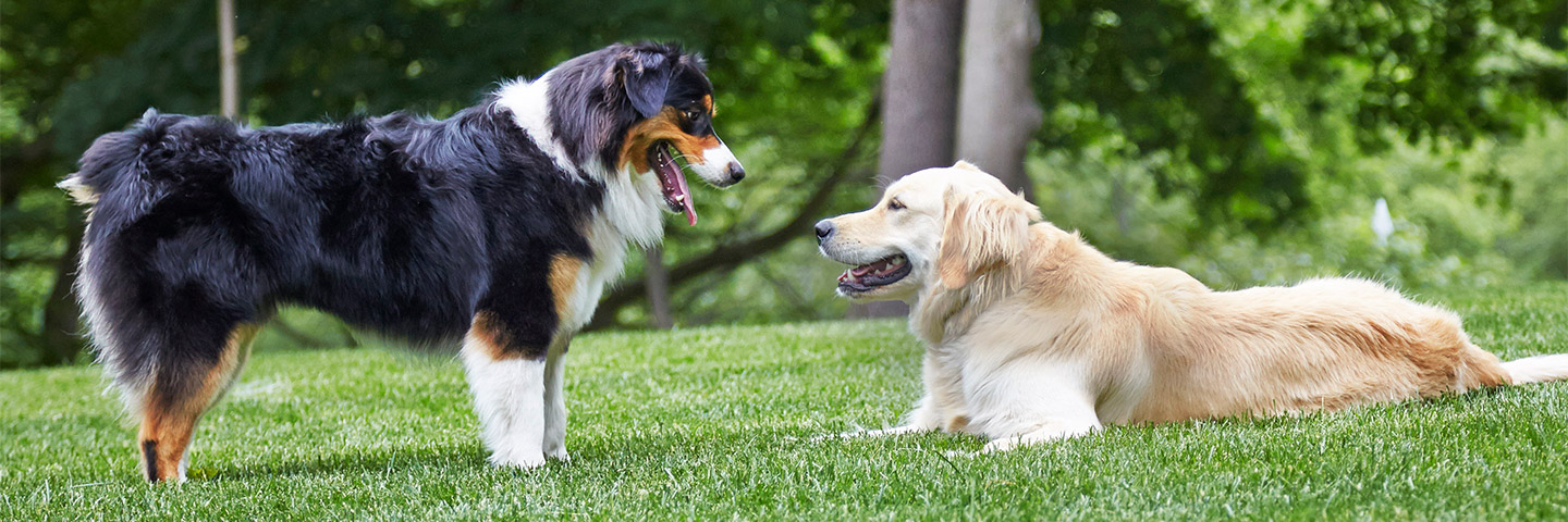 DogWatch of Miss-Lou, Bay St. Louis, Mississippi | Outdoor Hidden Dog Fences Slider Image