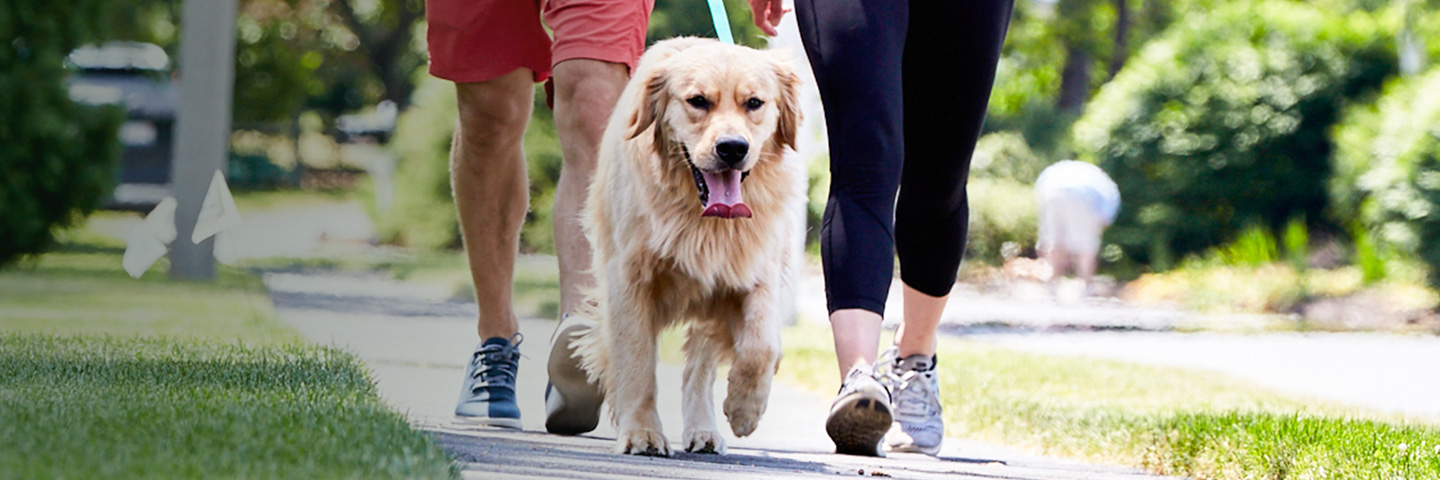 DogWatch of Miss-Lou, Bay St. Louis, Mississippi | SideWalker Leash Trainer Slider Image