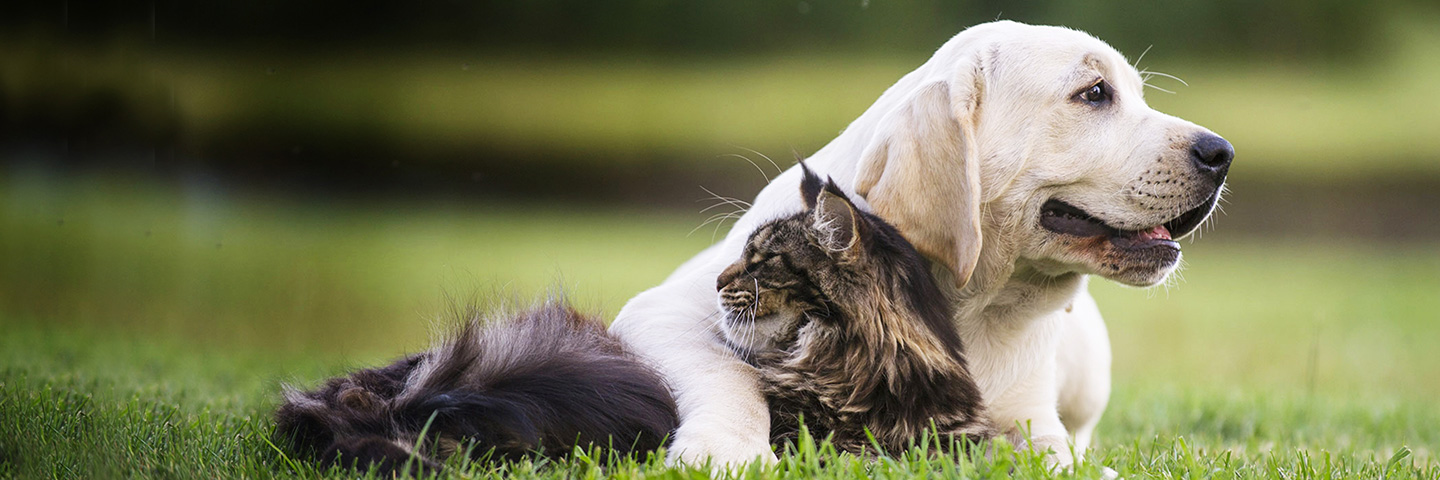 DogWatch of Miss-Lou, Bay St. Louis, Mississippi | Cat Fences Slider Image